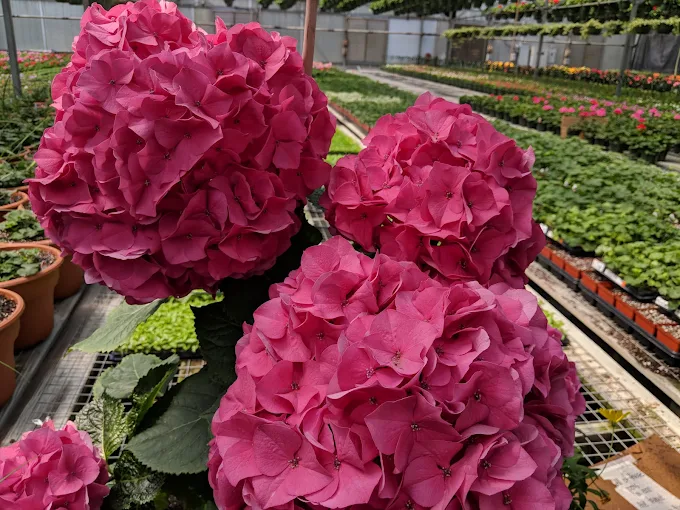 Shrub Trimming in Richmond, VA2